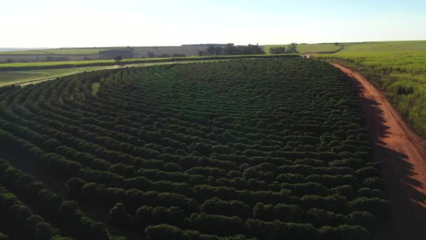 Luchtfoto van koffieplantage op zonnige en bewolkte dag in Brazilië — Stockvideo