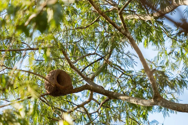 Vogelnest Gemaakt Van Klei Een Boomtak — Stockfoto