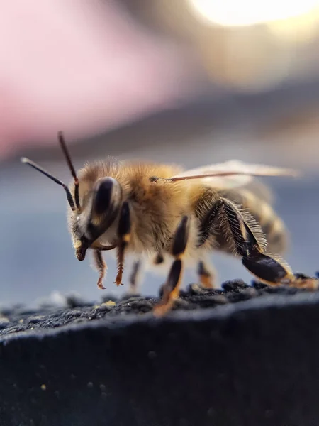 Honung Makro Närbild Natur Liv — Stockfoto