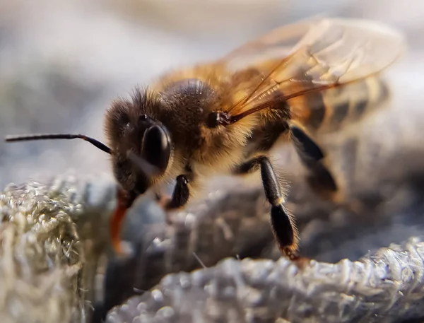 Honung Makro Närbild Natur Liv — Stockfoto