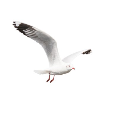 ortak martı beyaz arka plan üzerinde uçan izole