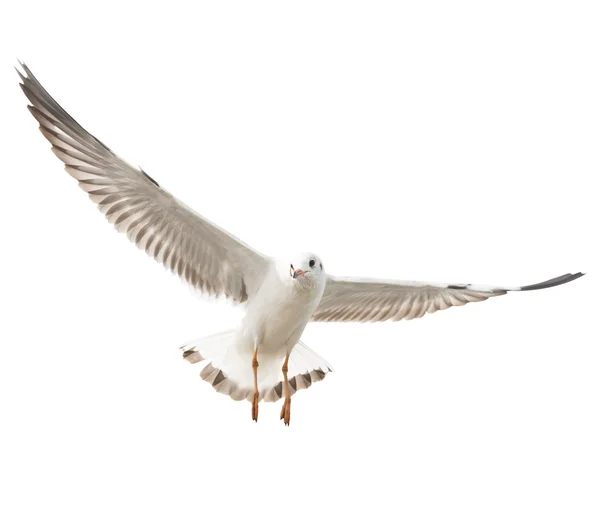 Isoliert fliegende gemeine Möwe auf weißem Hintergrund — Stockfoto