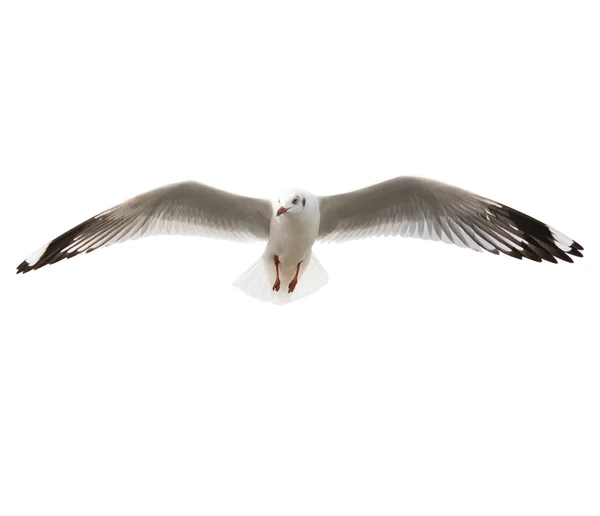 Gaviota común voladora aislada sobre fondo blanco — Foto de Stock