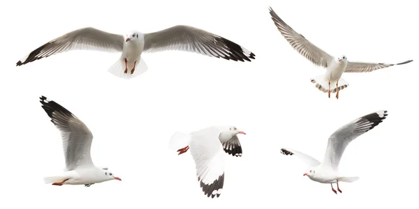 Conjunto de gaviotas voladoras, aisladas sobre fondo blanco Fotos De Stock