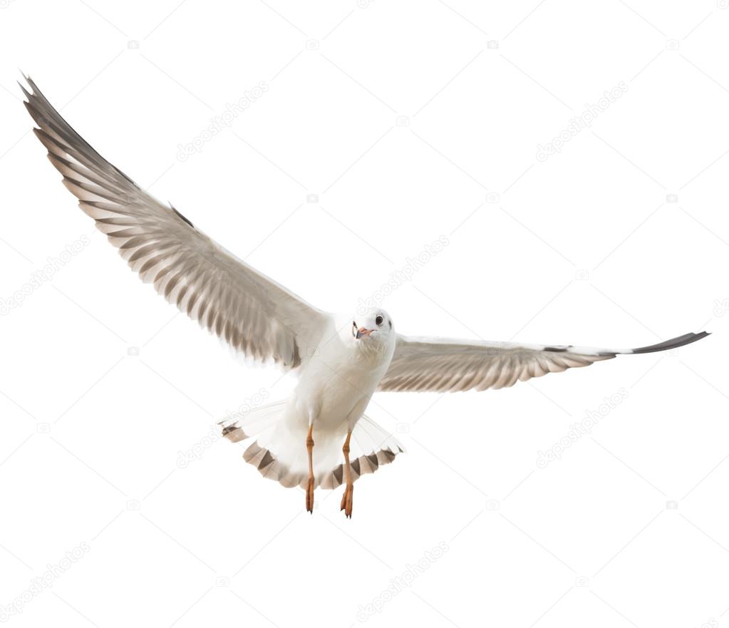 isolated flying common seagull on white background