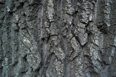 Ağaç kabuğu closeup arka plan dokusu