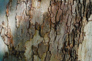Ağaç kabuğu closeup arka plan dokusu