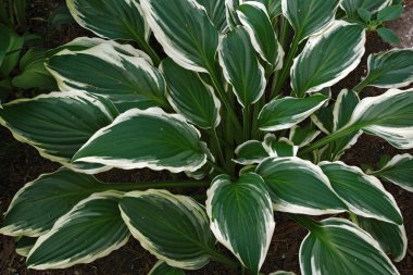 yeşil yapraklar arkaplan