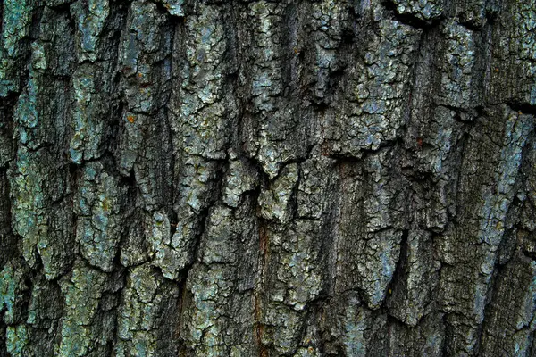 Textura de fondo de corteza de árbol primer plano — Foto de Stock