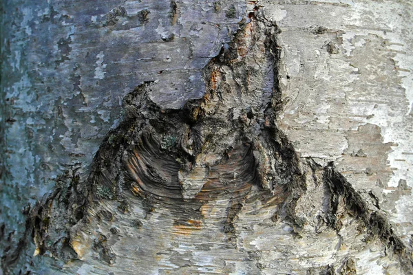 Sfondo texture di albero corteccia primo piano — Foto Stock