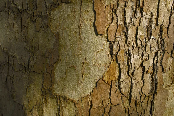 Sfondo texture di albero corteccia primo piano — Foto Stock