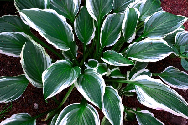 yeşil yapraklar arkaplan