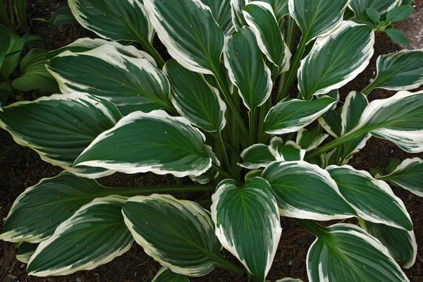 yeşil yapraklar arkaplan