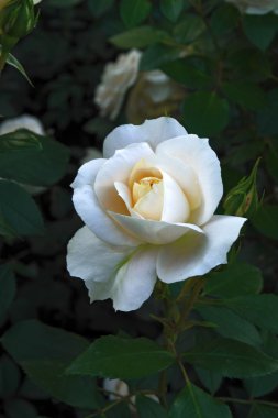 krem gül bahçesinde