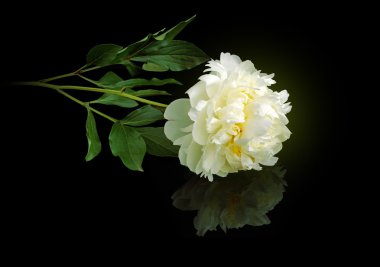 siyah zemin üzerine beyaz Şakayık