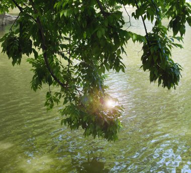 dalları su üzerinde yeşil yaprakları ile