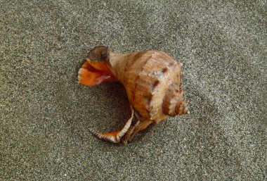 Kumdaki deniz kabuğu