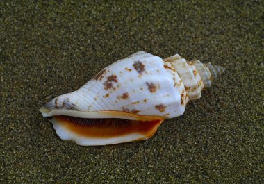 Kumdaki deniz kabuğu