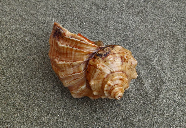 Seashell on the sand — Stock Photo, Image