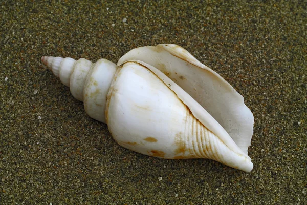 Concha na areia — Fotografia de Stock