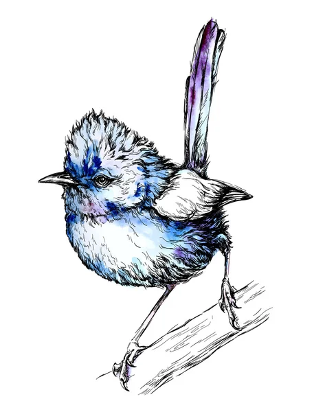 Oiseau bleu sur la branche . — Image vectorielle