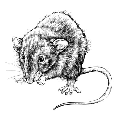 Sketch of small rat. clipart
