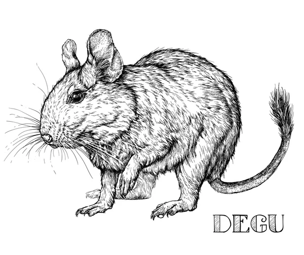 Croquis de Degu rongeur animal de compagnie . — Image vectorielle