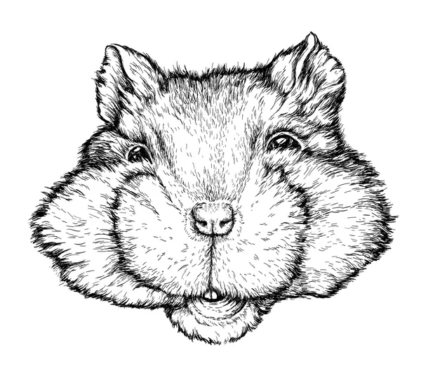 Croquis de hamster animal de compagnie . — Image vectorielle