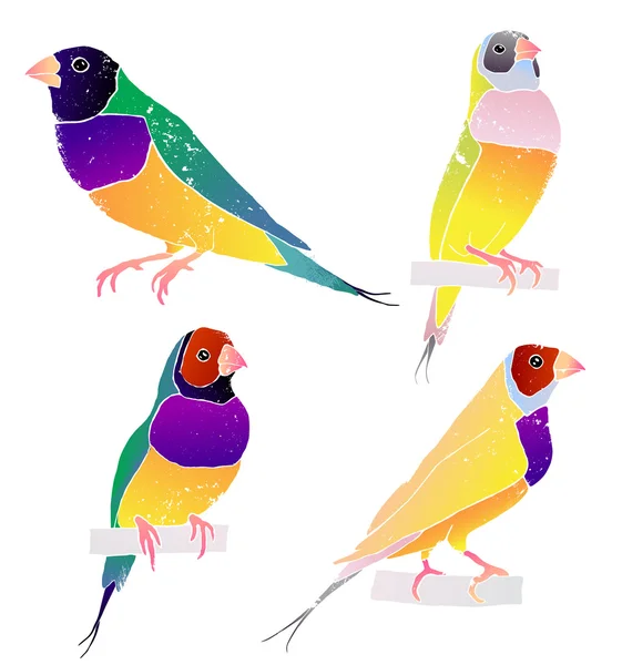 Australský Gouldian finch ptáci — Stockový vektor