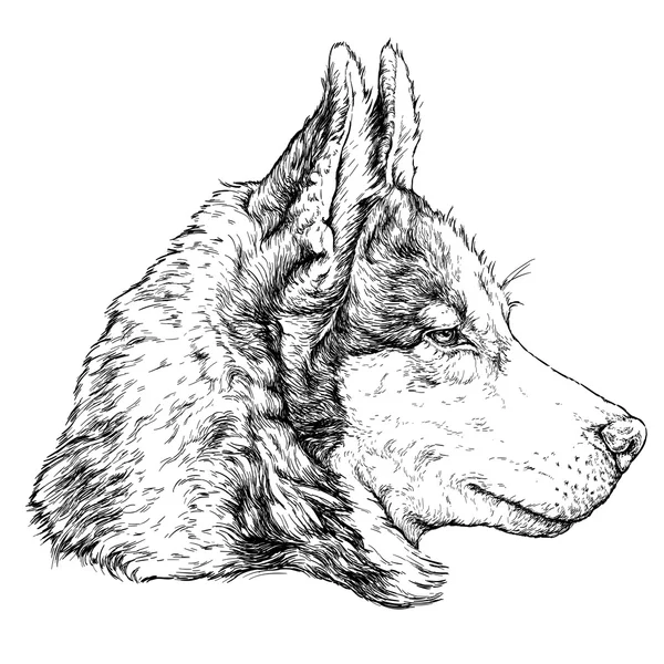 Croquis de Husky Dog . — Image vectorielle