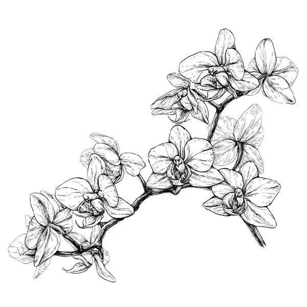 Croquis de branche d'orchidée — Image vectorielle