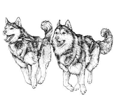 Husky kızak yarışı.