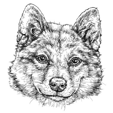 Akita Inu köpek taslağını. 