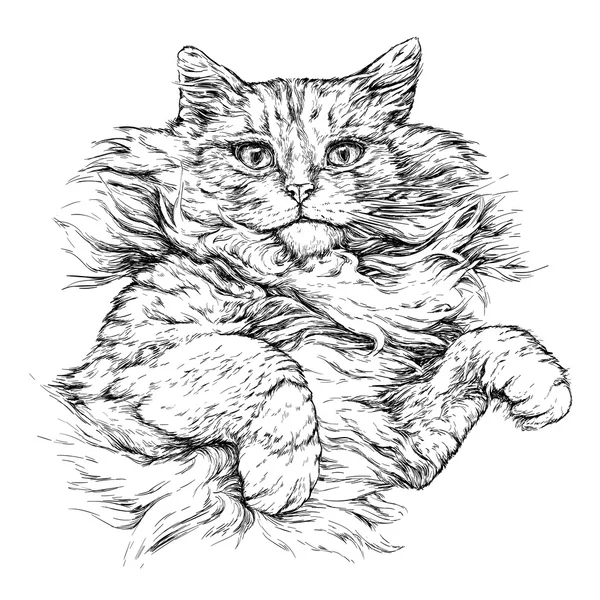 ふわふわの猫の肖像画. — ストックベクタ