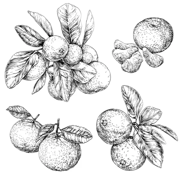 Yaprakları ile mandalina şube. 