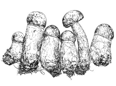 El çizim stili boletusmushrooms. vektör çizim