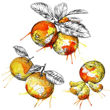 Mandalina (narenciye) şube yaprakları ile. Kolay düzenlenebilir suluboya vektör çizim el çekilmiş