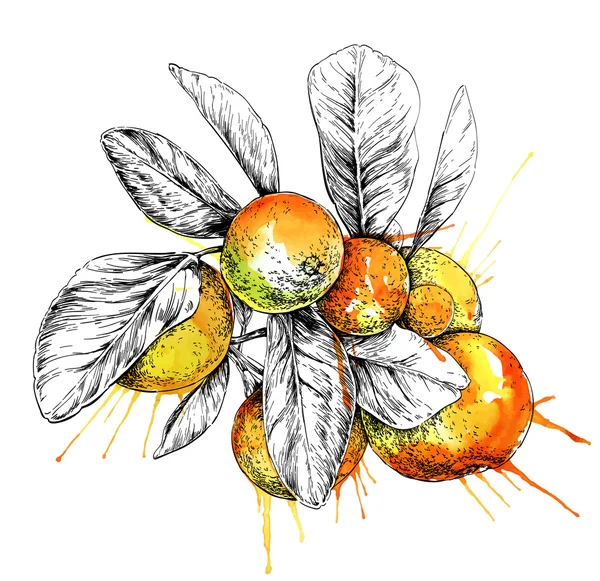 Mandarijn (Citrus) tak met bladeren. Hand getekend gemakkelijk bewerkbaar aquarel vectorillustratie — Stockvector