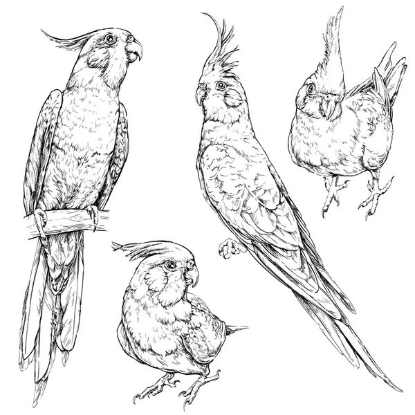 Set di simpatici pappagalli cockatiel divertenti . — Vettoriale Stock