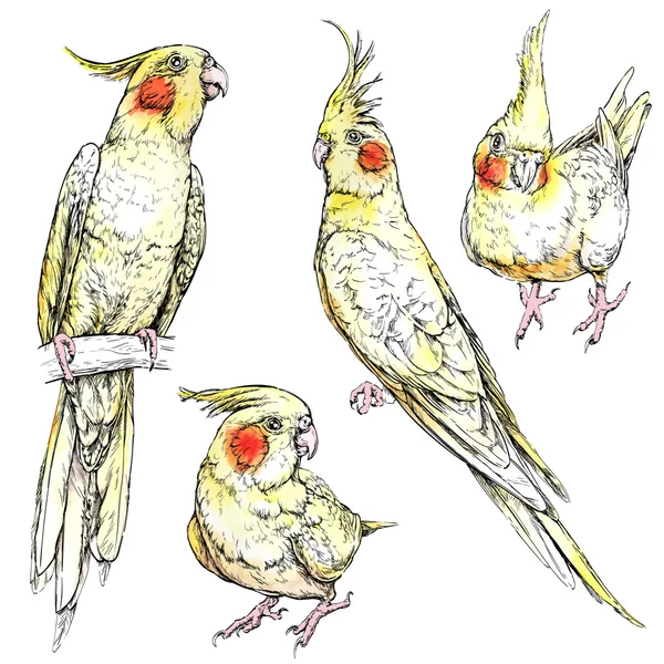 Conjunto de lindo divertido cacatúa loros . — Archivo Imágenes Vectoriales