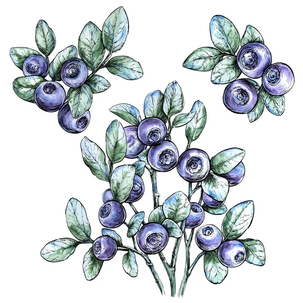 Mão desenhada aquarela conjunto com bilberries.Forest berry. Ilustração do vetor Eco food Isolado em branco — Vetor de Stock