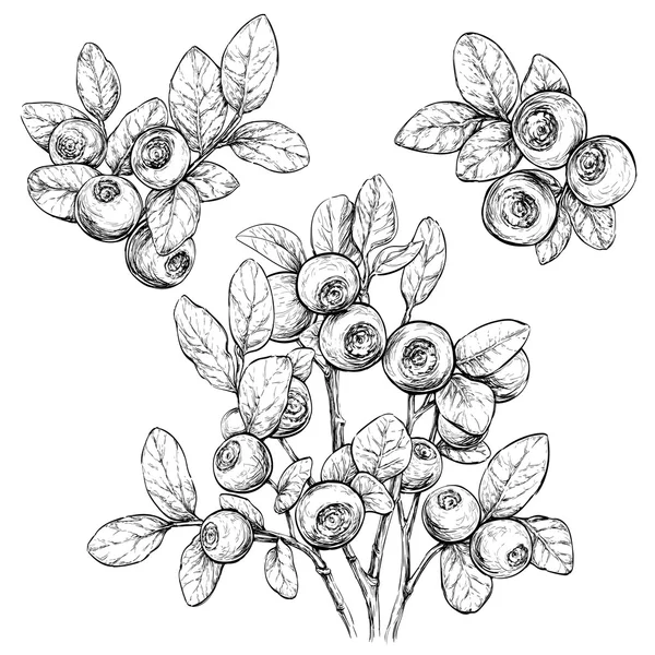 Bilberries çizilmiş kümesiyle el.