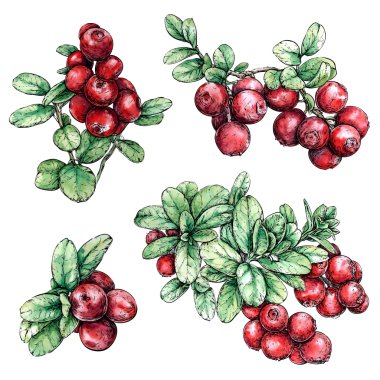 Cowberries çizilmiş kümesiyle el