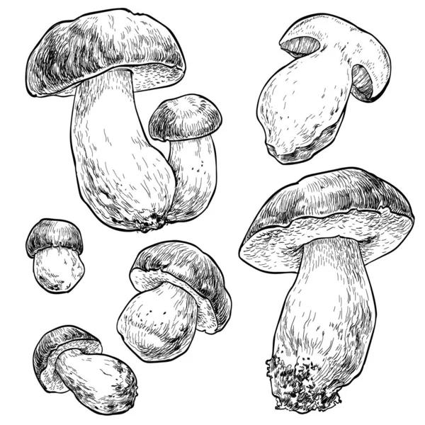 Boletus Gomba Vektor Illusztráció — Stock Vector