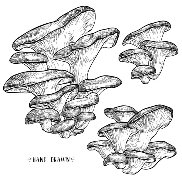 Illustration Vectorielle Des Champignons Huîtres — Image vectorielle