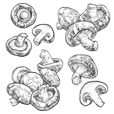 Vektör çizim shiitake mantar