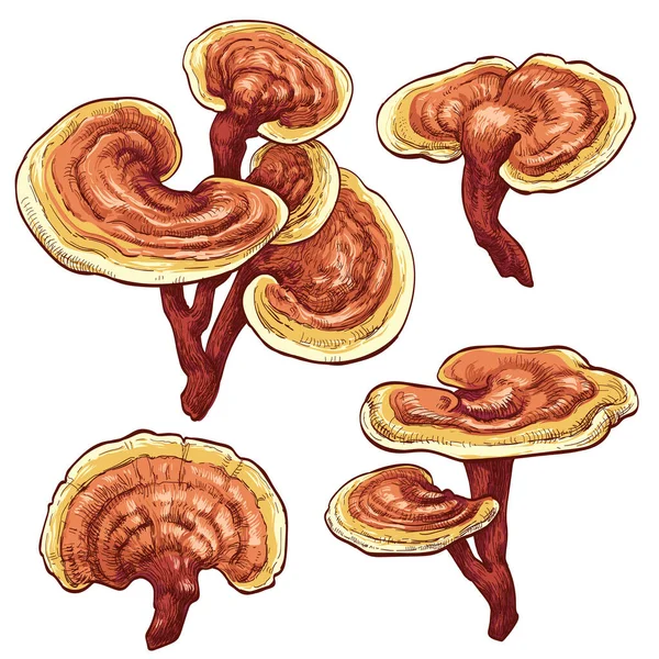 Ganoderma Mushrooms Vector Illustration — Image vectorielle