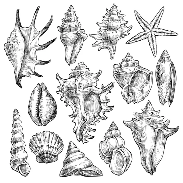 Different Seashells Vector Illustration — Διανυσματικό Αρχείο