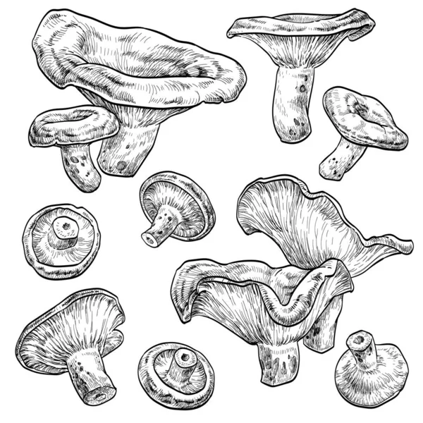 在白色背景上分离的各种图形蘑菇 — 图库矢量图片#