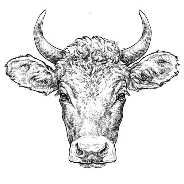 Ilustración Dibujo Mano Vaca Ilustración Vector Vintage — Archivo Imágenes Vectoriales